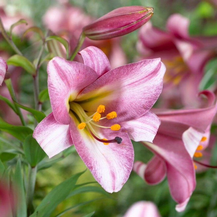 Лилия трубчатая Пинк Планет, 12/14, 1 шт.