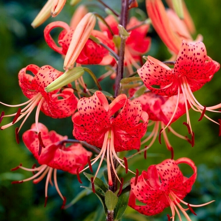 Лилия Рэд Флейвоур, 12/14, 1 шт.