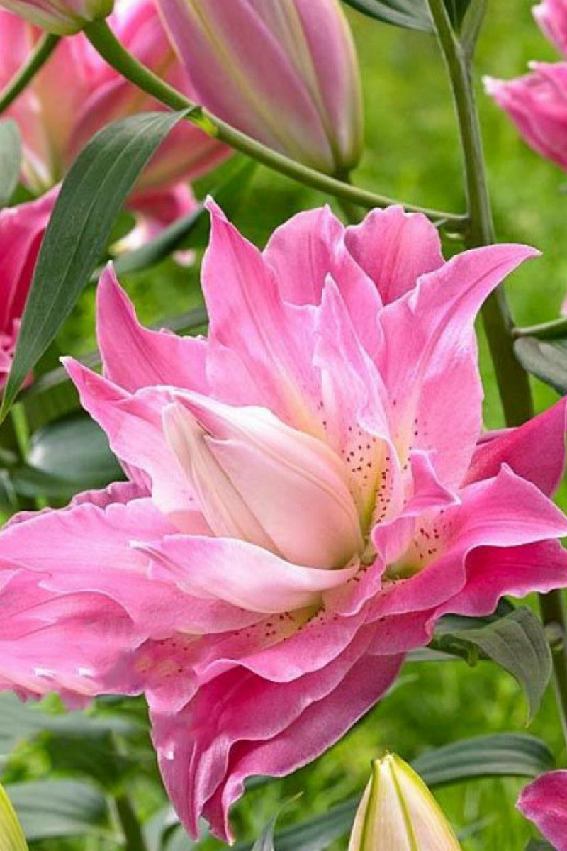 Лилия восточная махровая Дримлайн, для выгонки, 1 шт.