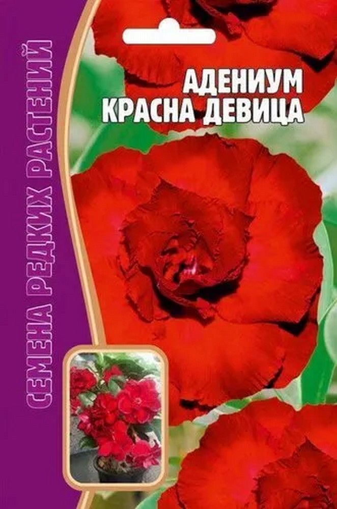 Адениум Красна Девица, 3 шт.