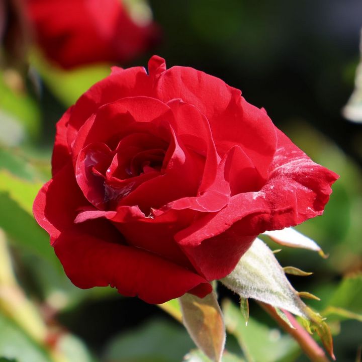 Роза флорибунда Нина Вейбул/ЦКор