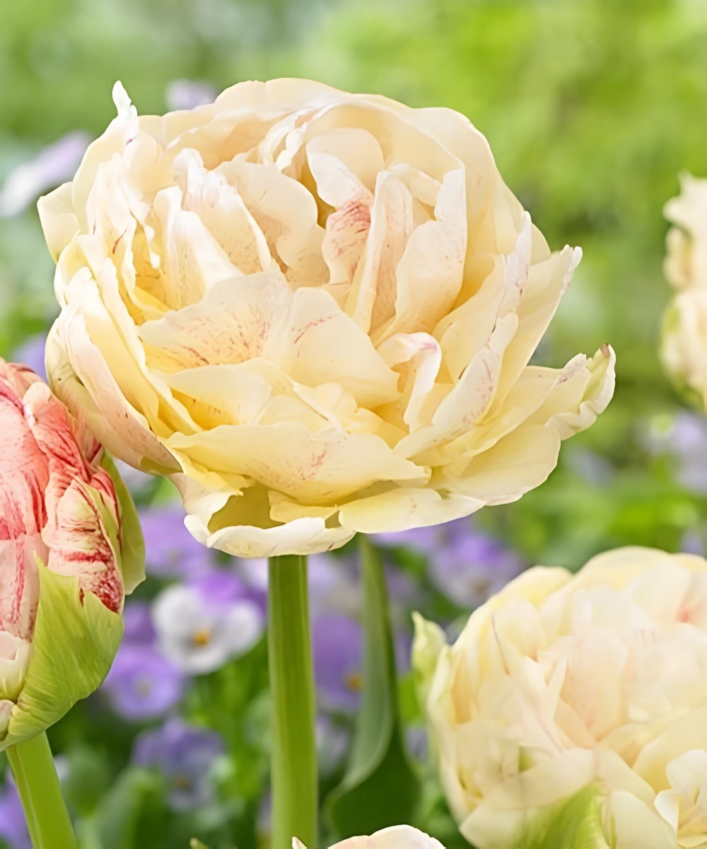 Тюльпан махровый ранний Писте, 11/12, 1 шт.