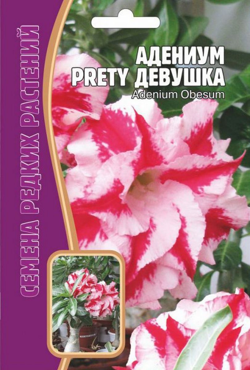 Адениум Обесум Прелестная Девушка, 3 шт. Редкие семена.