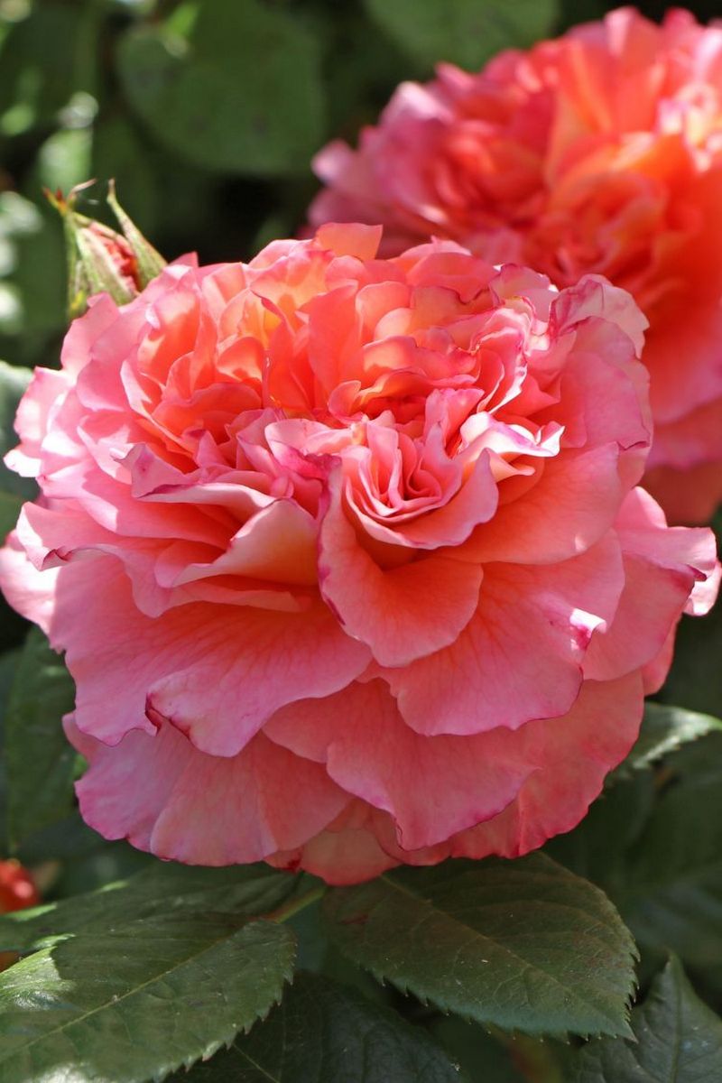 Роза Чайно-гибридная Августа Луиза