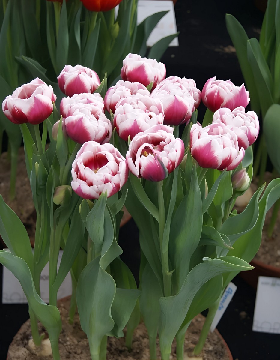 Тюльпан махровый ранний Донато, 11/12, 1 шт.