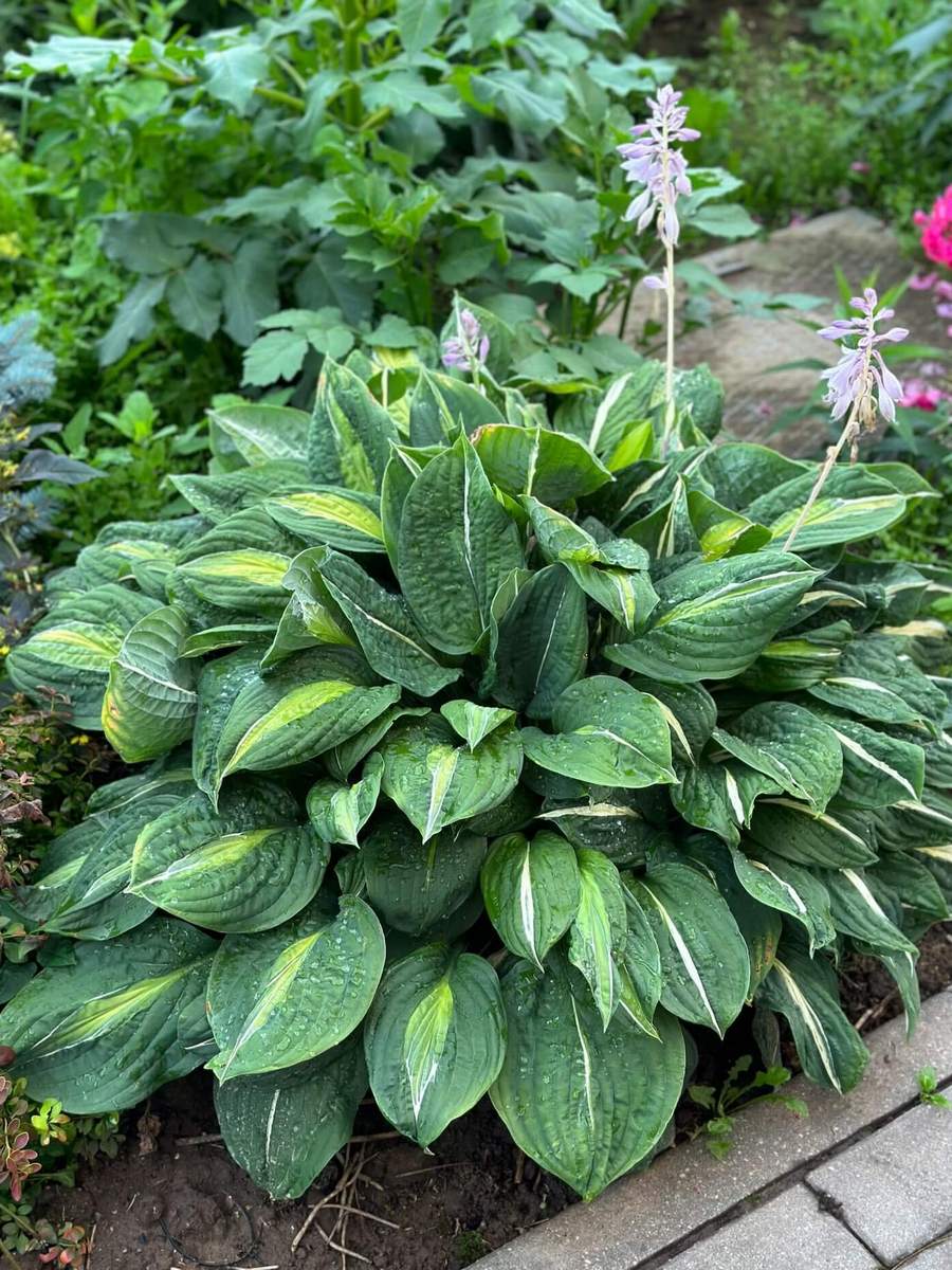 Хоста Стриптиз, 1 шт.