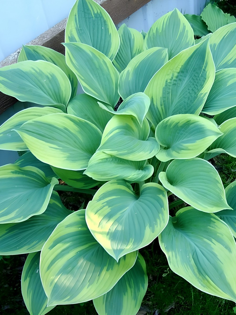 Хоста Алекс Саммерс, 1 шт.