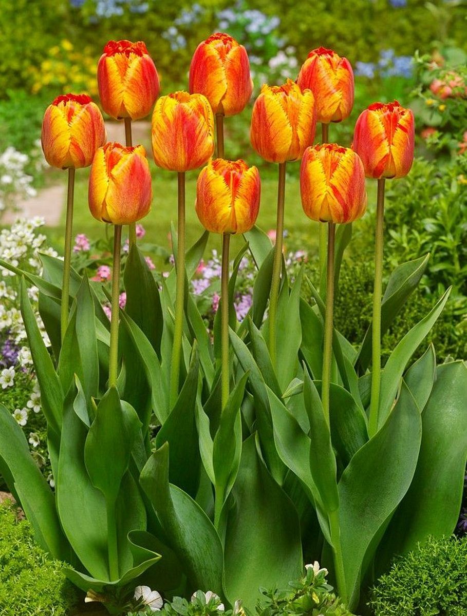 Тюльпан бахромчатый Фринджет Солтице, 11/12, 1 шт.