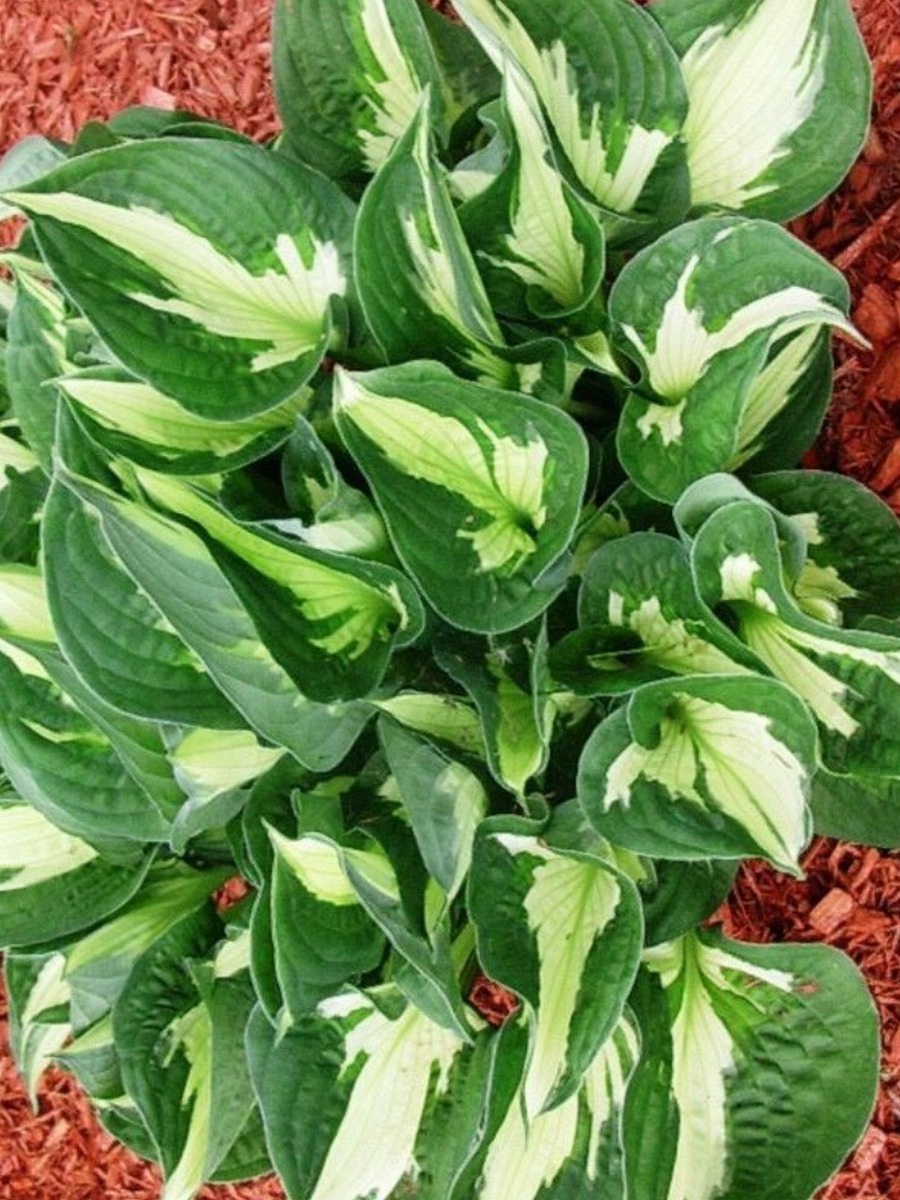 Хоста Уайрлвинд, 1 шт.