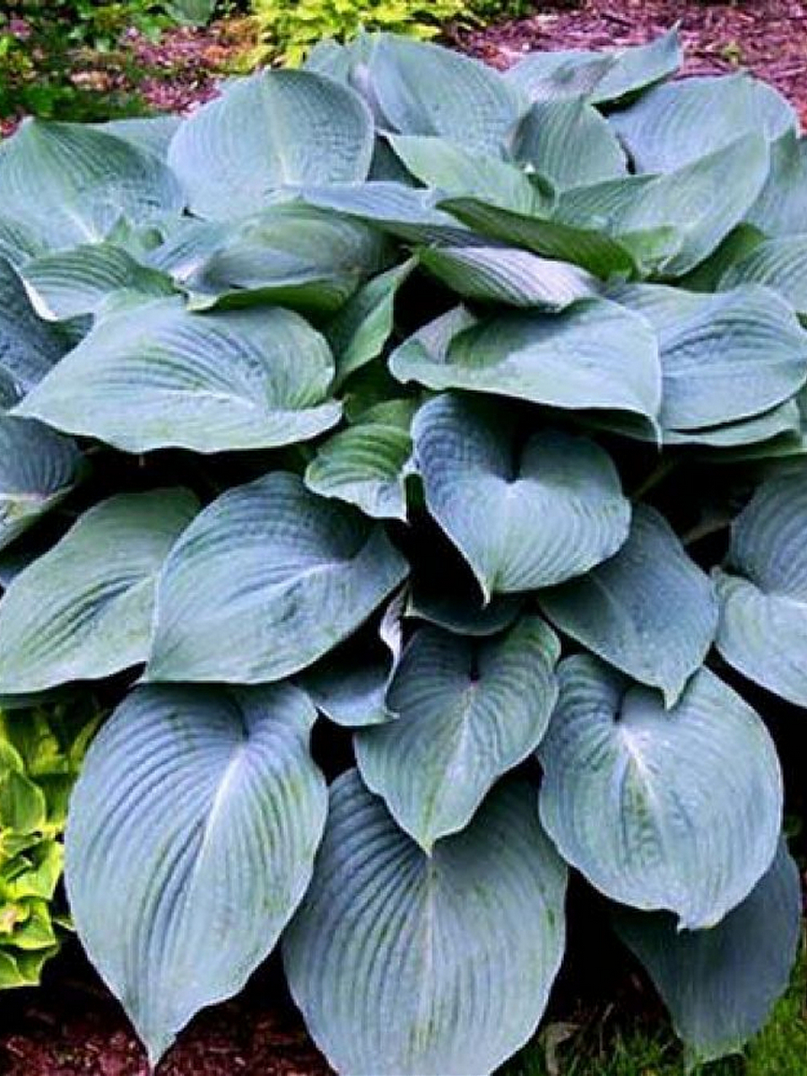 Хоста Блю Энджел, 1 шт.