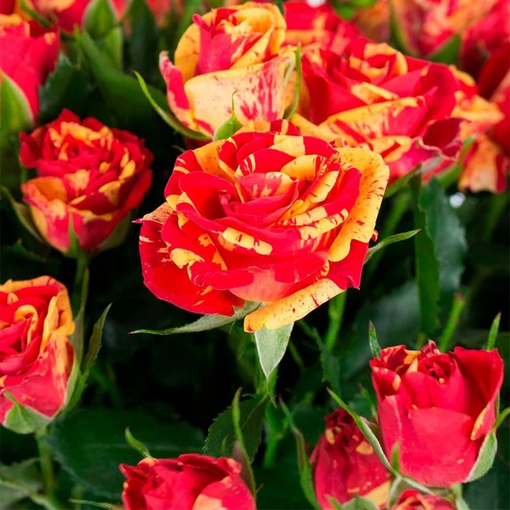 Роза спрей (миниатюрная) Файр Флеш/ЦКор