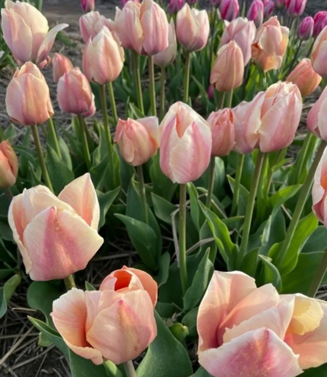 Тюльпан дарвинов гибрид Салмон Ван Ейк, 11/12, 1 шт.