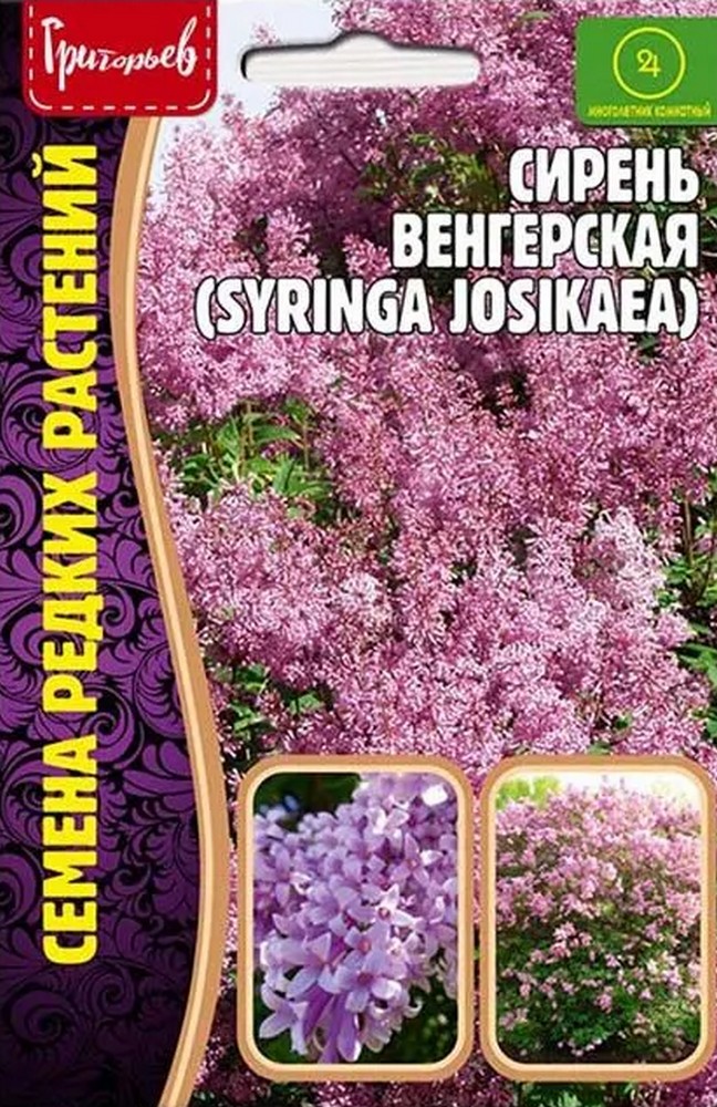 Сирень венгерская, 10 шт.