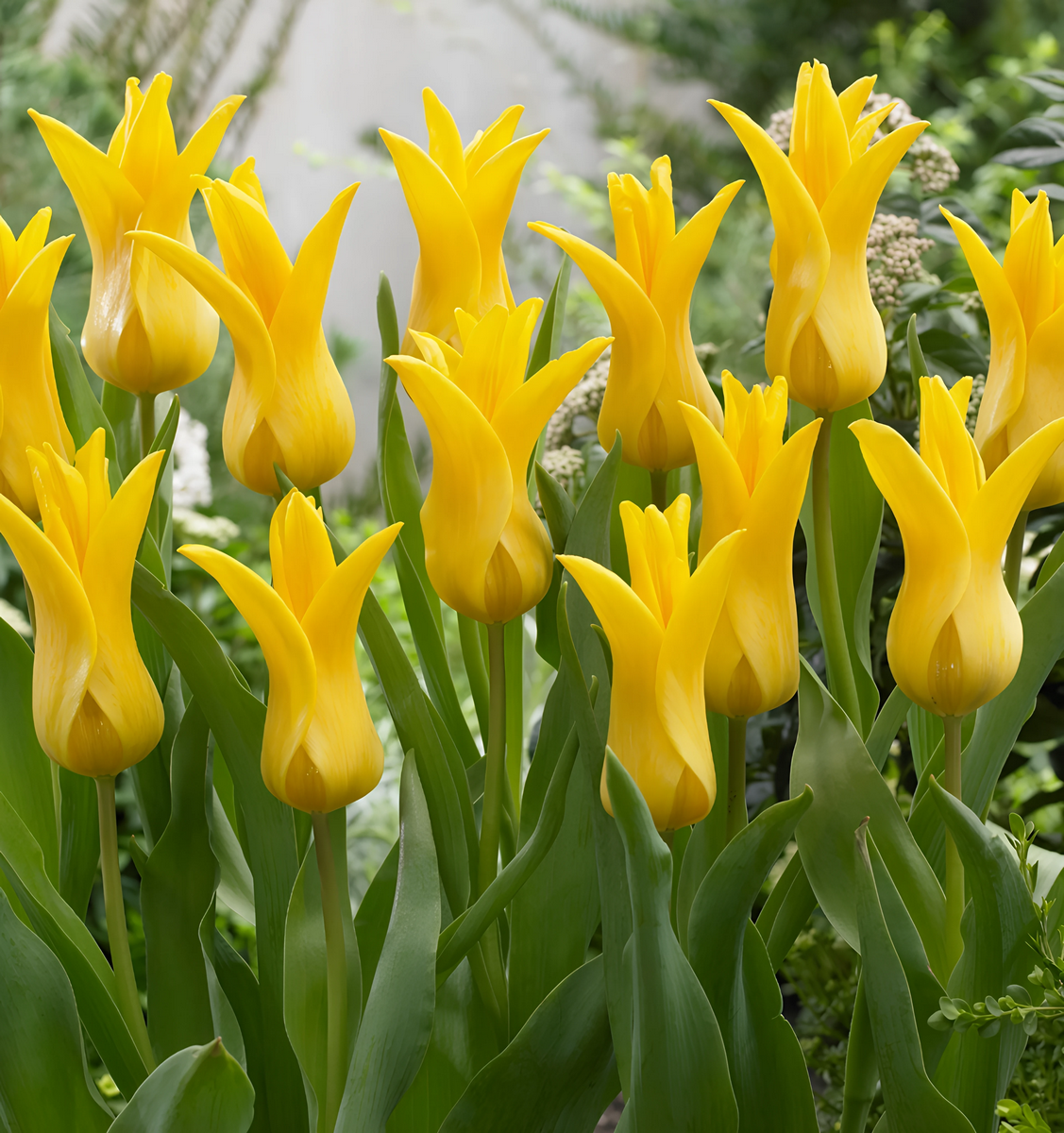 Тюльпан лилиецветный Сиэттл, 1 шт.