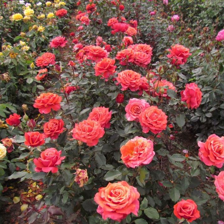 Роза чайно-гибридная Коппер Лайт/ЦКор