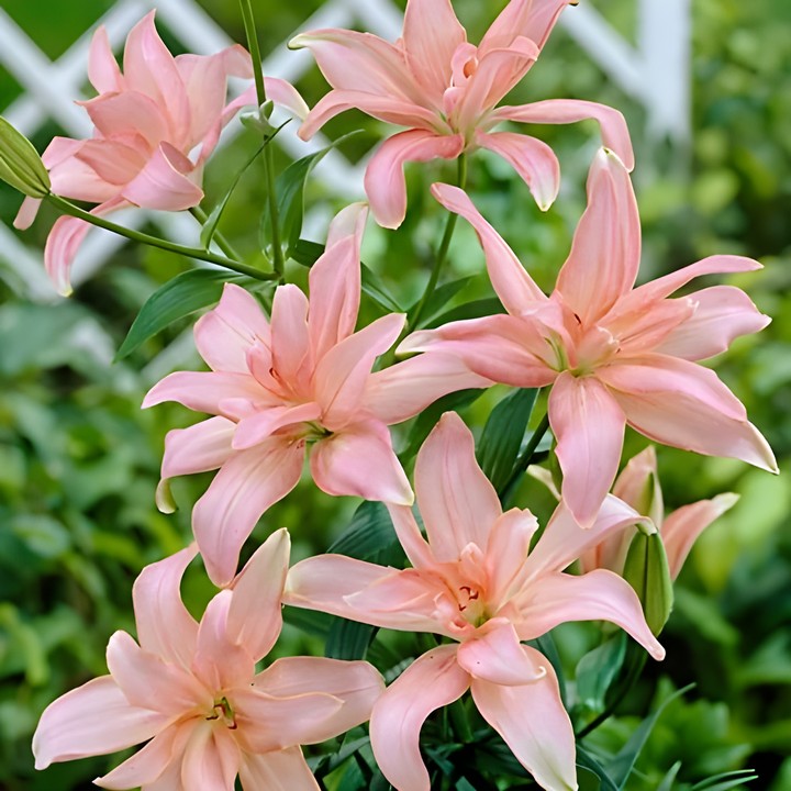 Лилия азиатская махровая Афродита, 12/14, 1 шт.