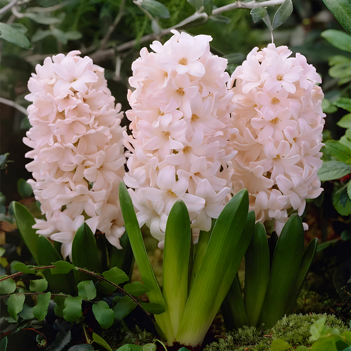 Гиацинт Чайна Пинк, 14/15, 1 шт.