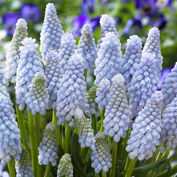 Мускари Бейбиз Бреф, 8/9, 1 шт.