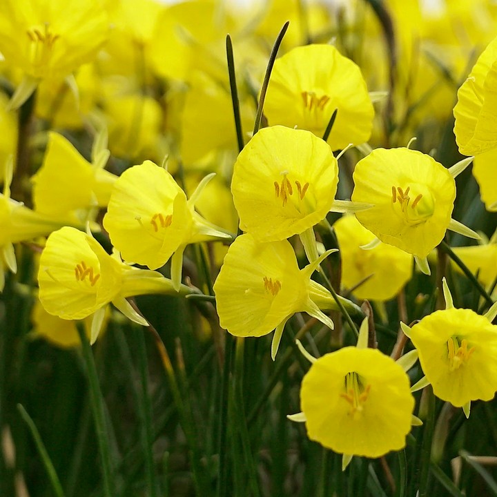 Нарцисс бульбокодиум Кэжуал Элеганс, 8/9, 1 шт.