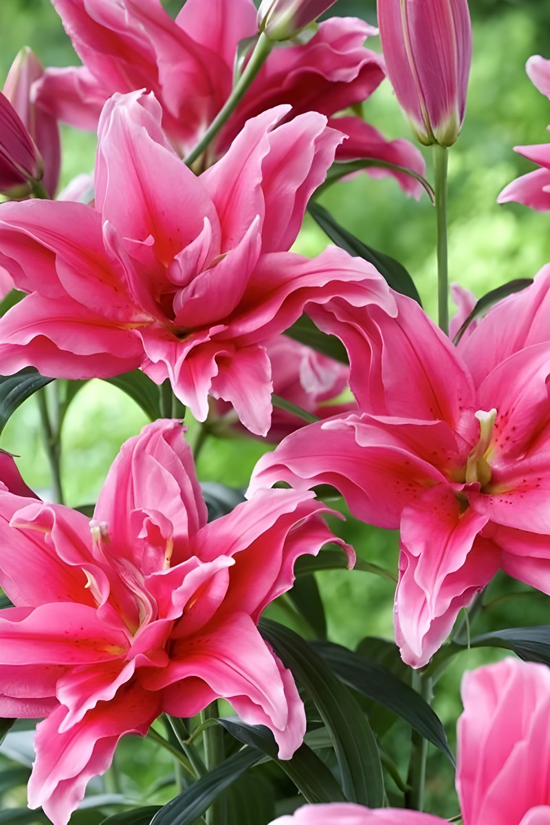 Лилия восточная махровая Roselily Дориа, 12/14, 1 шт.