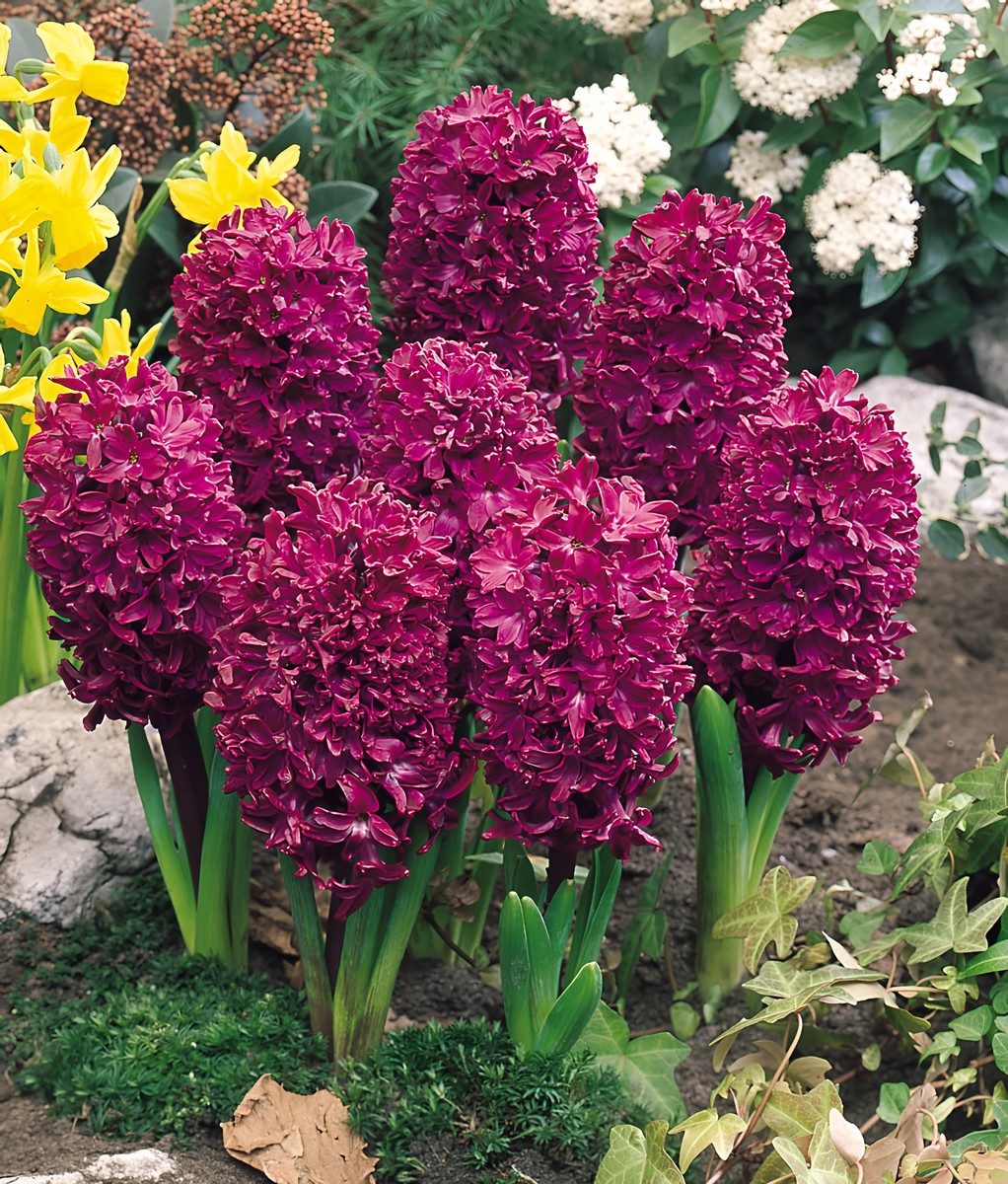 Гиацинт Вудсток, 14/15, 1 шт.