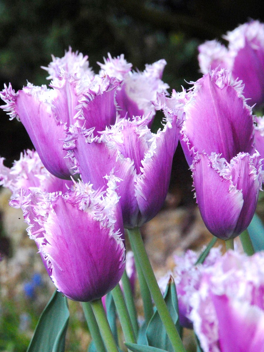 Тюльпан бахромчатый Кранчи Кьюминс, 12/+, 1 шт.