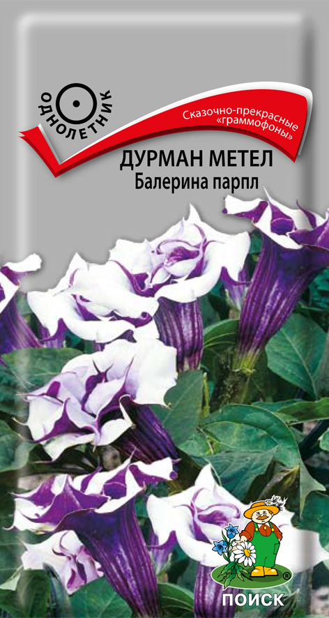 Дурман метел Балерина парпл, 3 шт.