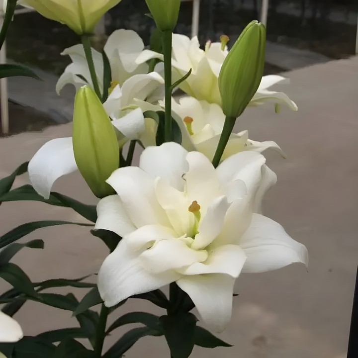 Лилия ЛА-гибрид махровая Бельведер, 12/14, 1 шт.