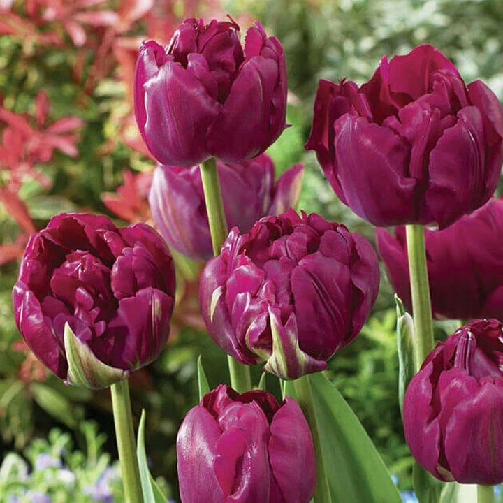 Тюльпан махровый ранний Роял Акрес, 11/12, 1 шт.