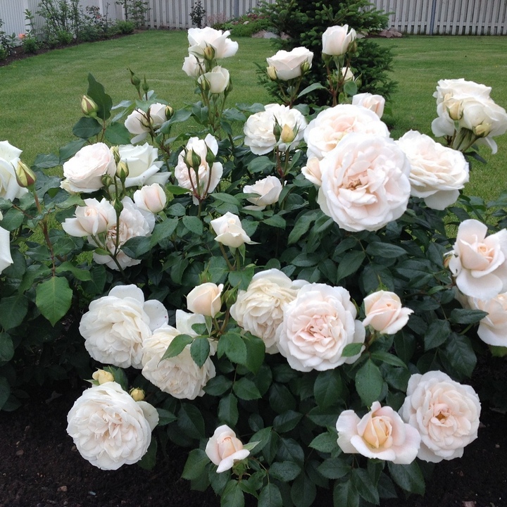 Роза Мейян чайно-гибридная Александр Пушкин (Принц Жардиньер)/ЦКорЛюкс