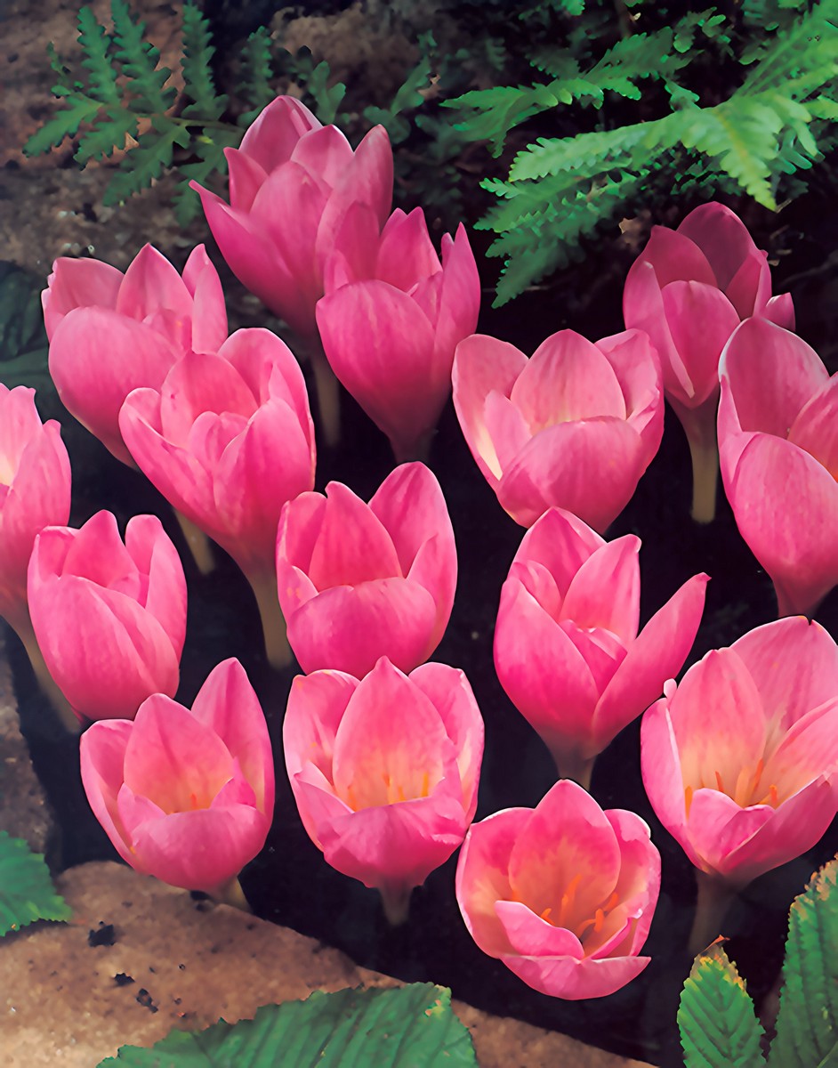 Крокус крупноцветковый Зонатус, 8/9, 1 шт.