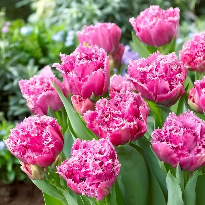 Тюльпан махровый бахромчатый Матчпоинт, 11/12, 1 шт.