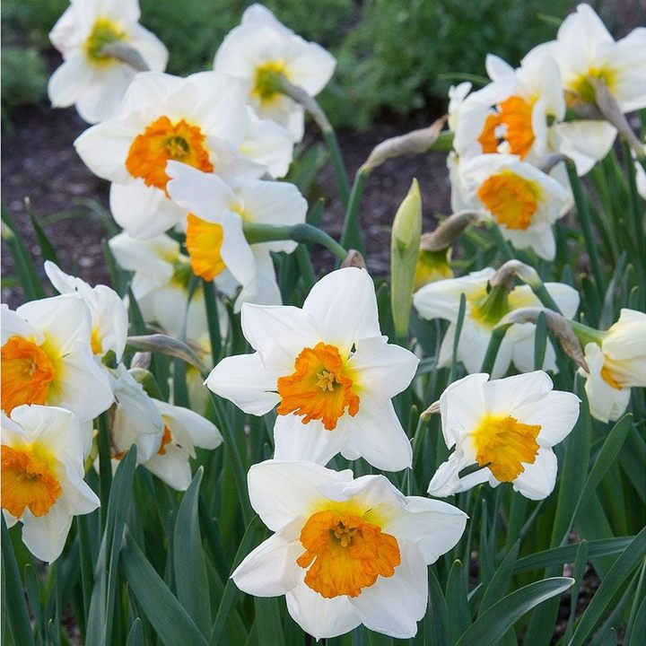 Нарцисс крупнокорончатый Джентл Джиант, 12/14, 1 шт.