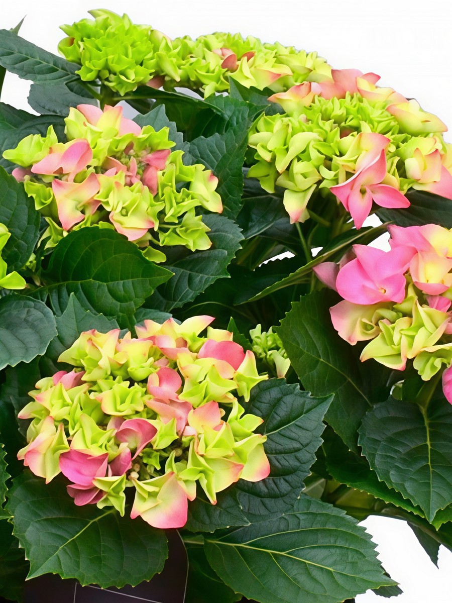 Гортензия крупнолистовая Хай Свит Шуга/ЦКорЛюкс