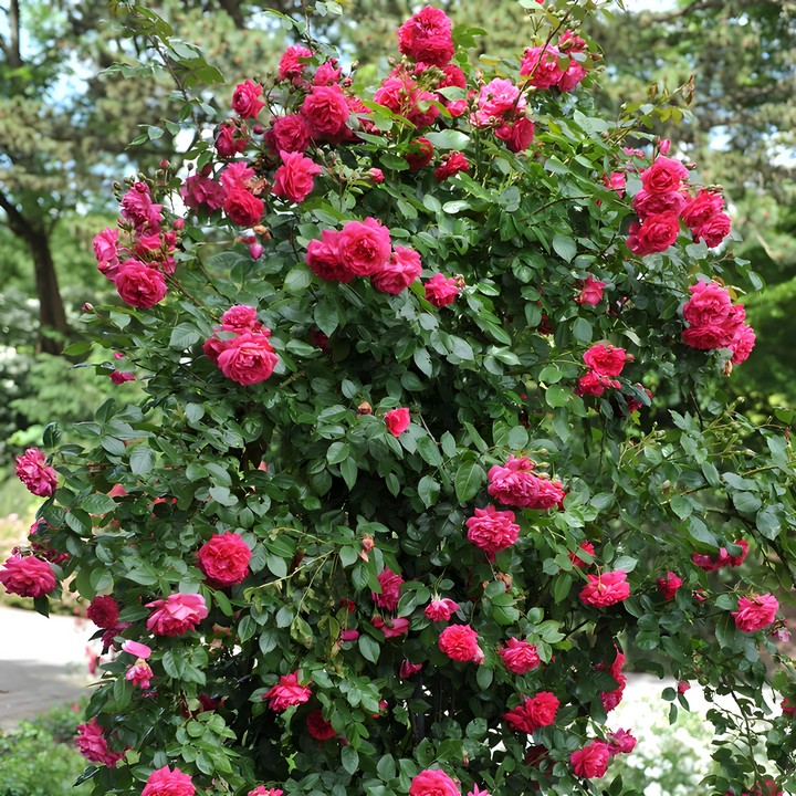 Роза плетистая Лагуна/ЦКор