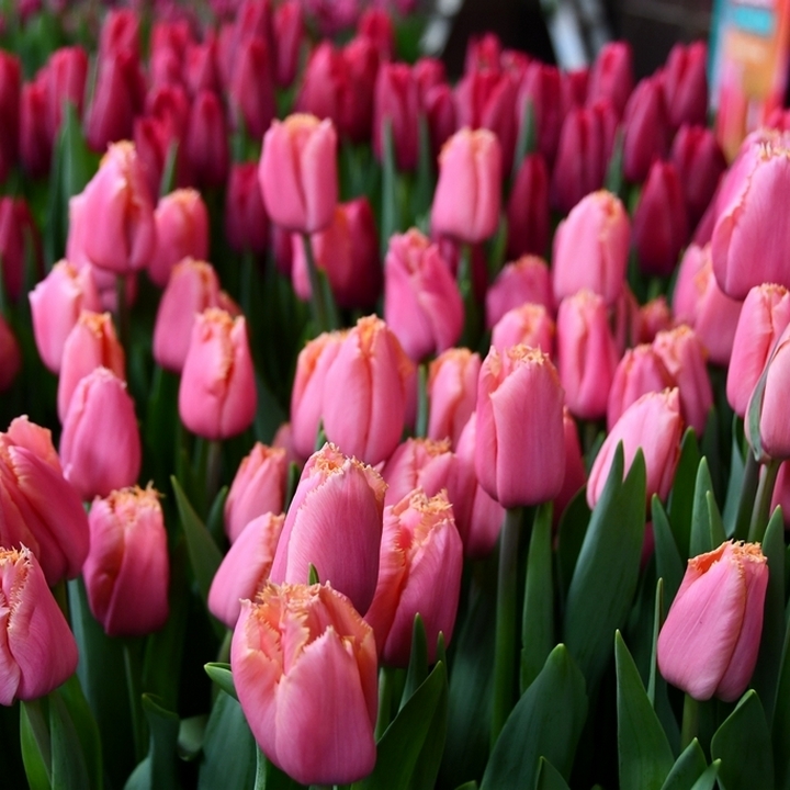 Тюльпан бахромчатый Хартбит, 11/12, 1 шт.