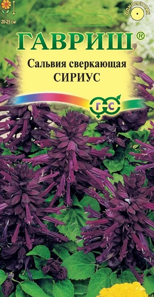 Сальвия сверкающая Сириус, 5 шт.