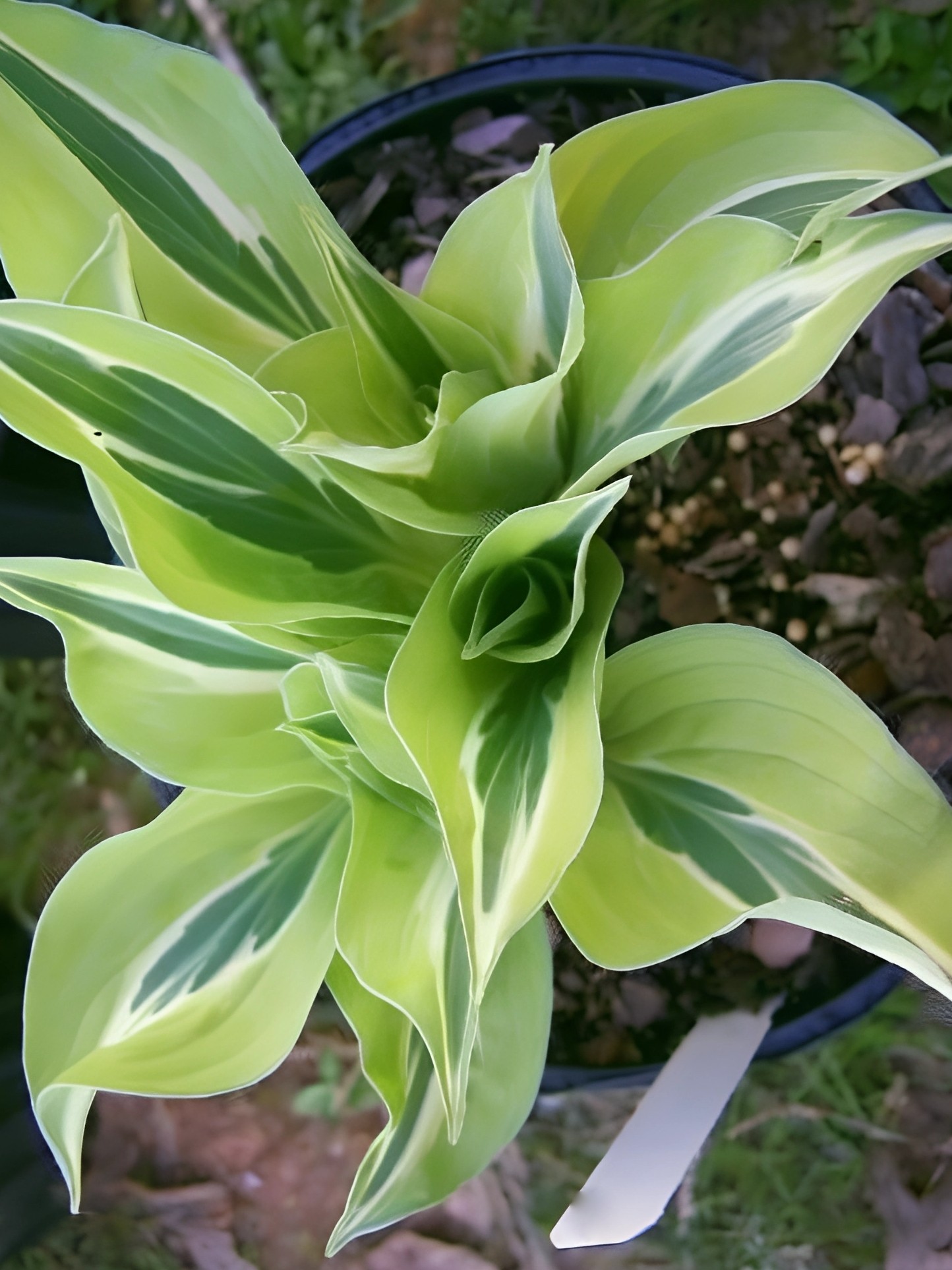 Хоста Йеллоу Полка Дот Бикини, 1 шт.