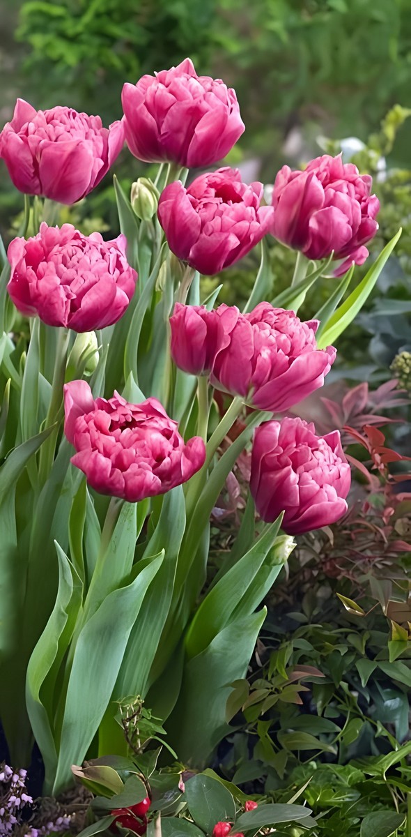 Тюльпан махровый ранний Диор, 11/12, 1 шт.