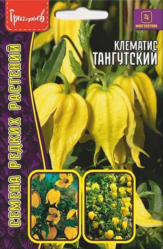 Клематис Тангутский (Clematis tangutica), 10 шт.