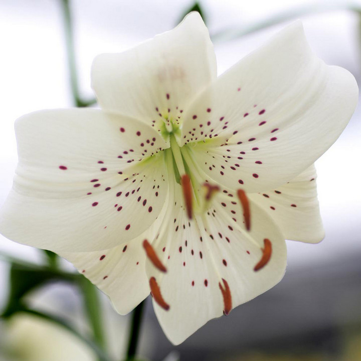 Лилия Уайт Твинкл, 12/14, 1 шт.