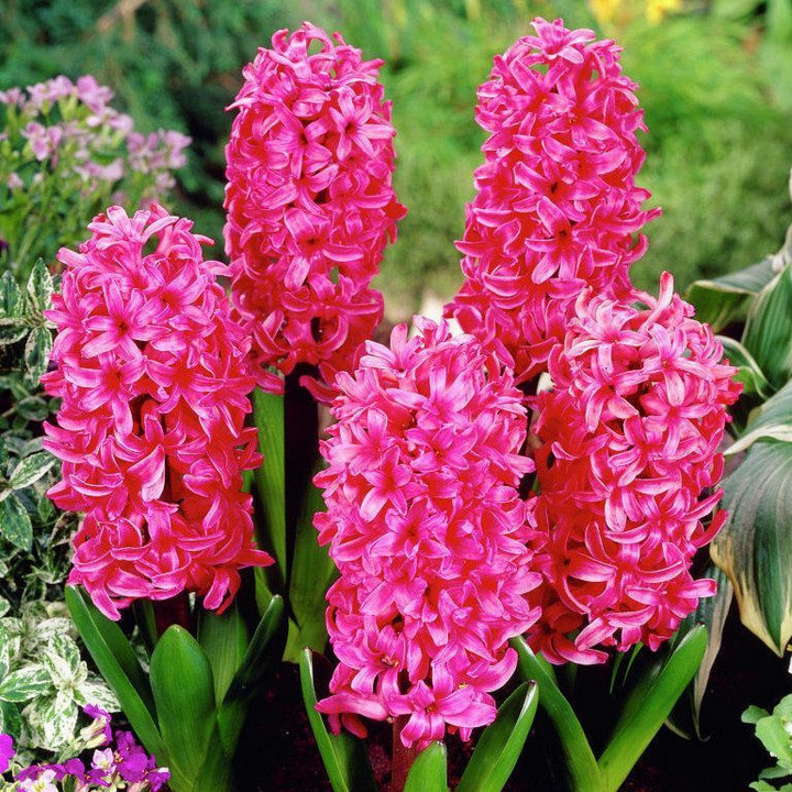 Гиацинт Джоанна, 14/15, 1 шт.