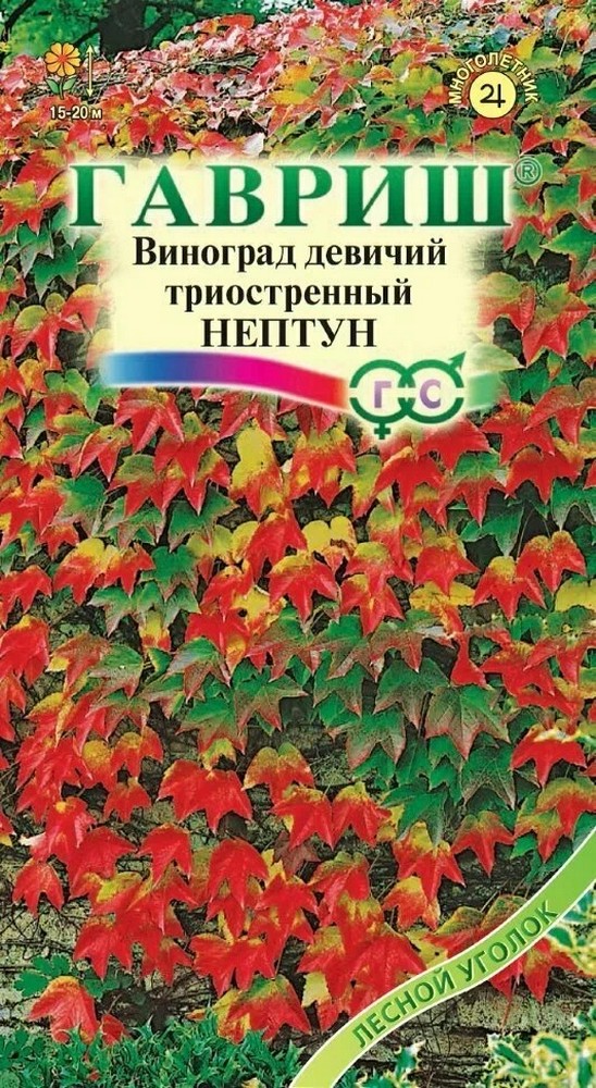 Виноград девичий Нептун, 5шт. Лесной уголок.