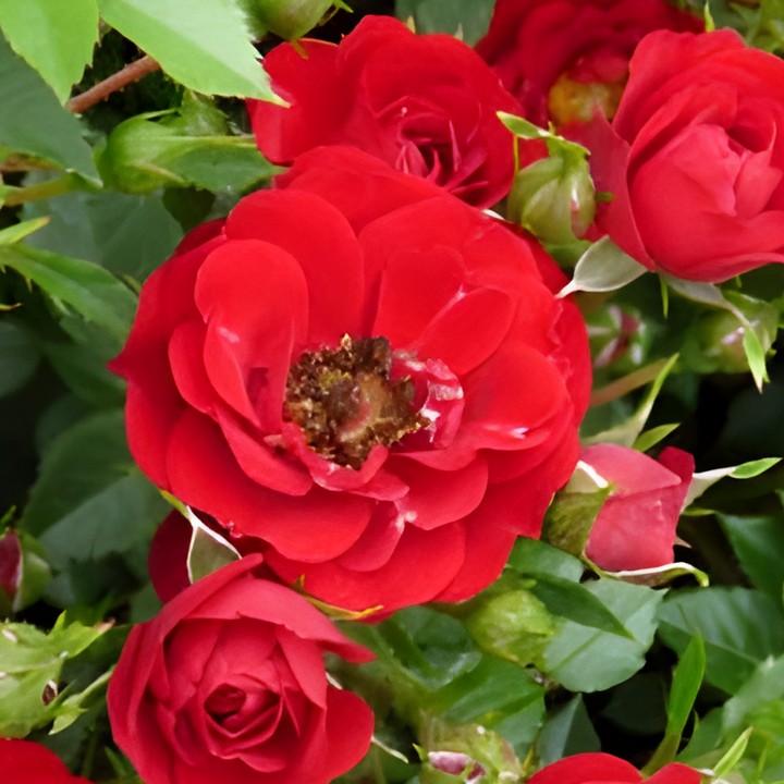 Роза почвопокровная Ред Фэйри/ЦКор