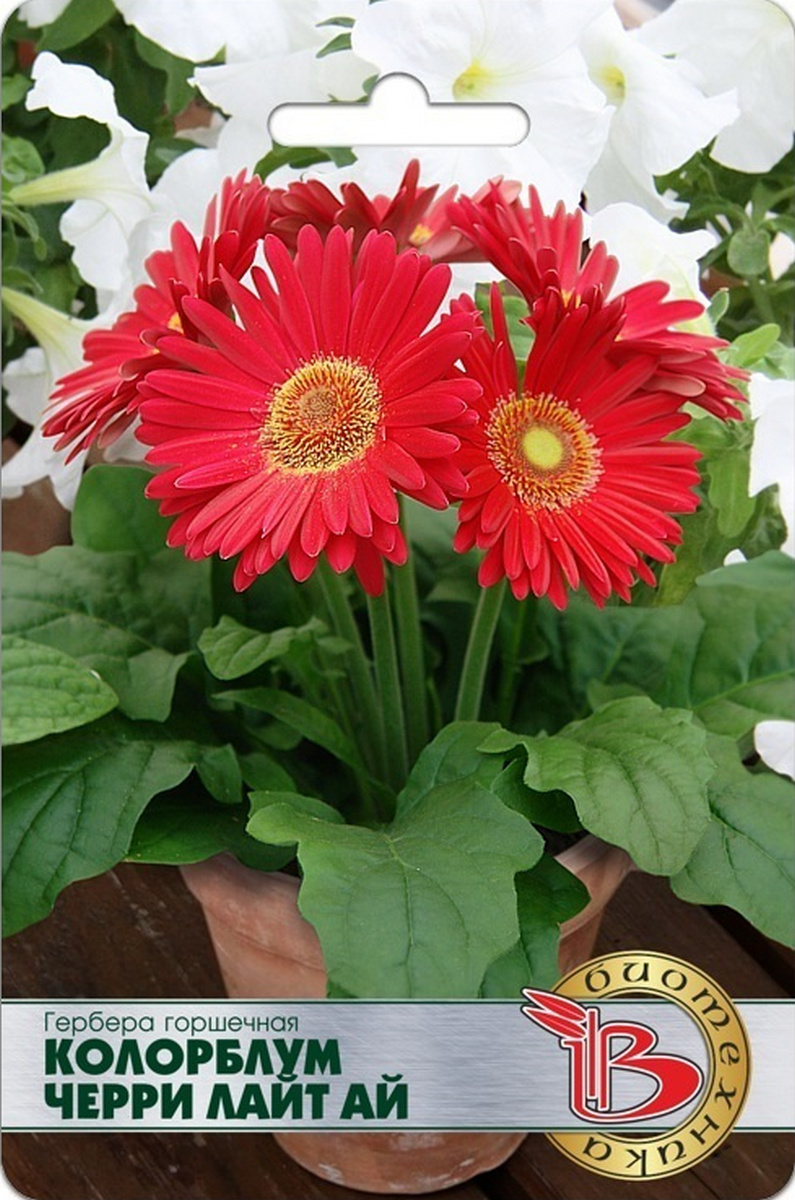 Гербера горшечная Колорблум Черри Лайт Ай, 5 шт. Биотехника