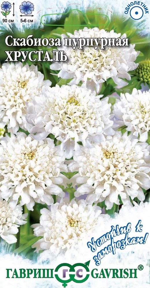 Скабиоза пурпурная Хрусталь, 0,2 г. Устойчив к заморозкам! 
