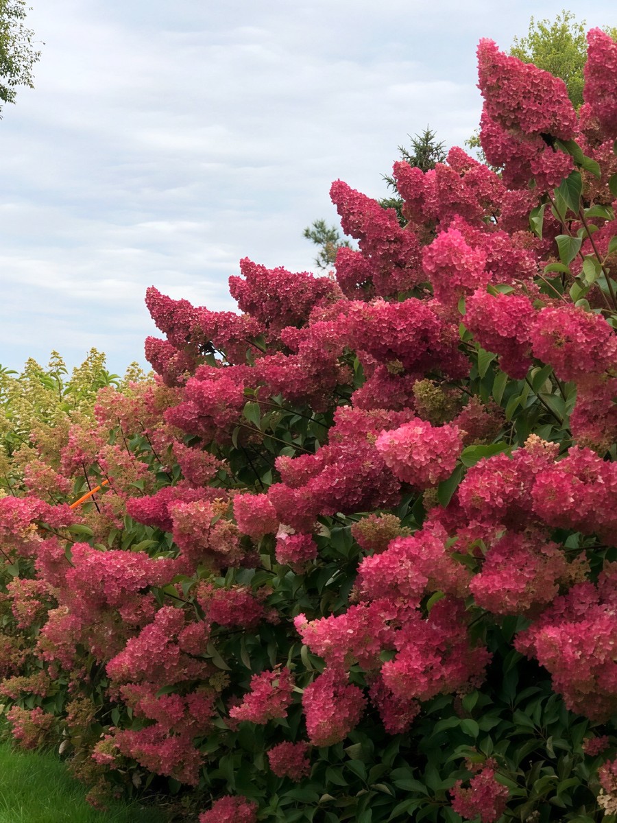 Гортензия метельчатая Самарская Лидия