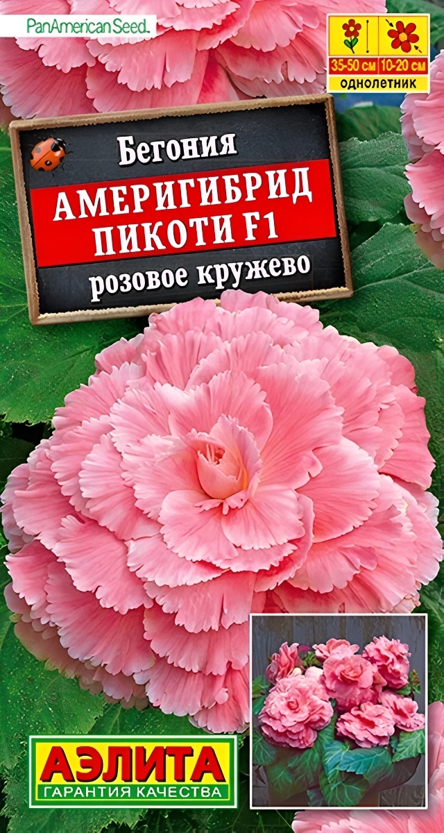 Бегония Америгибрид пикоти F1, розовое кружево, 5 шт.
