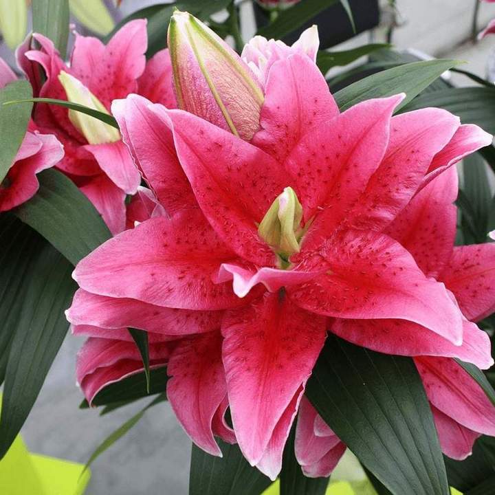 Лилия восточная махровая Roselily Далинда, 12/14, 1 шт.