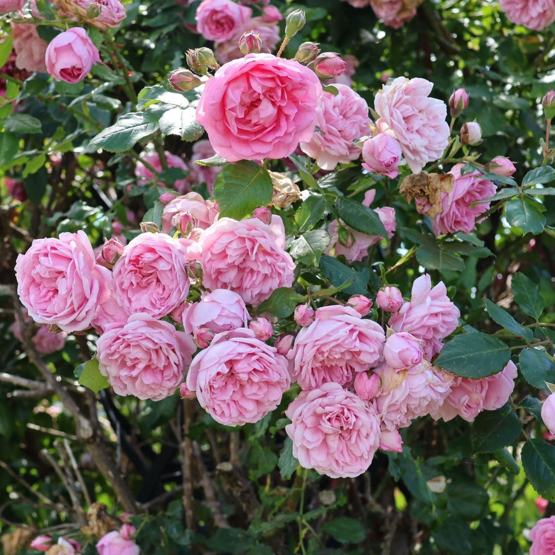 Роза Кордес плетистая Свит Лагуна/ЦКорЛюкс